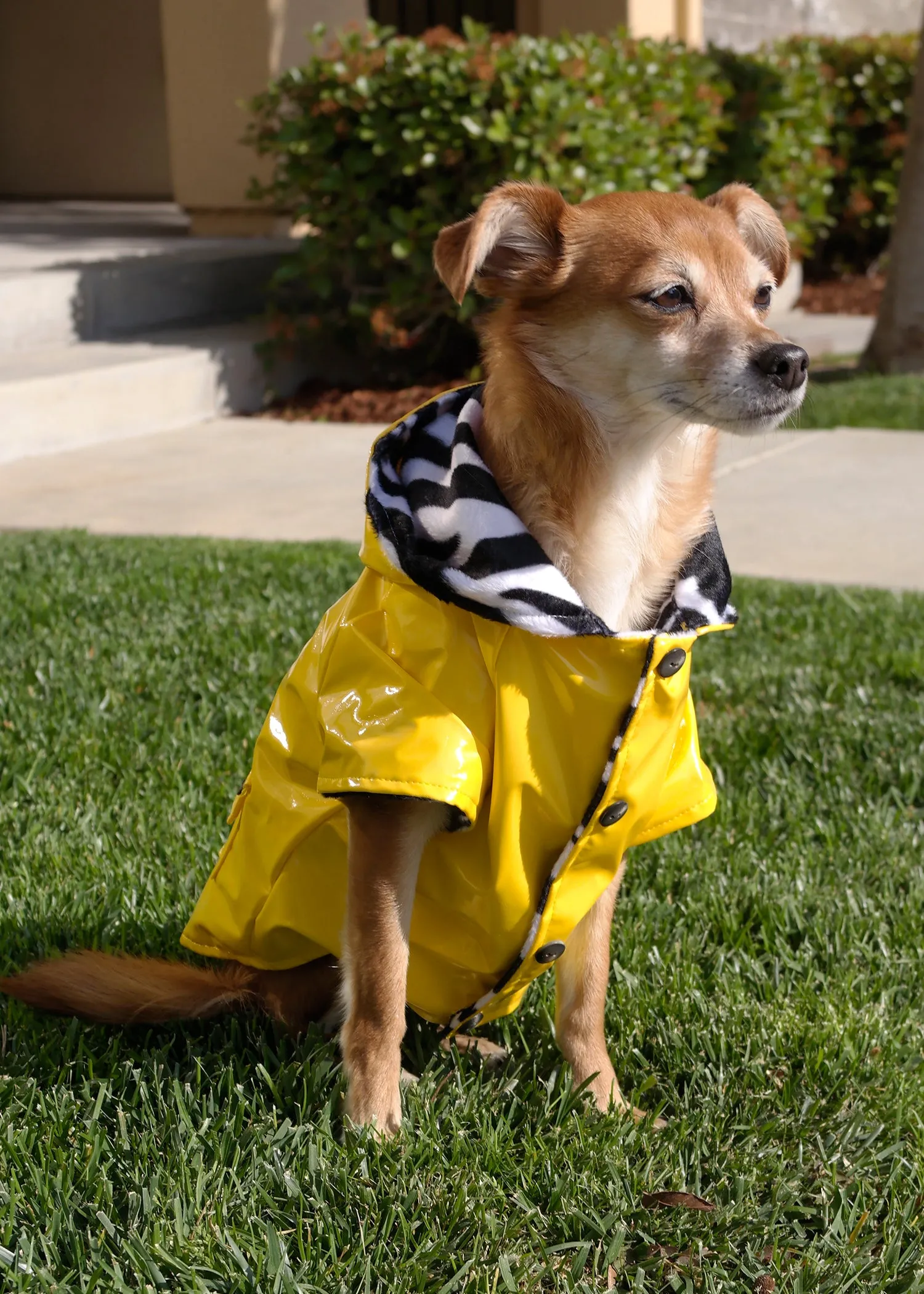 YELLOW RAINCOAT WITH ZEBRA STRIPE INTERIOR